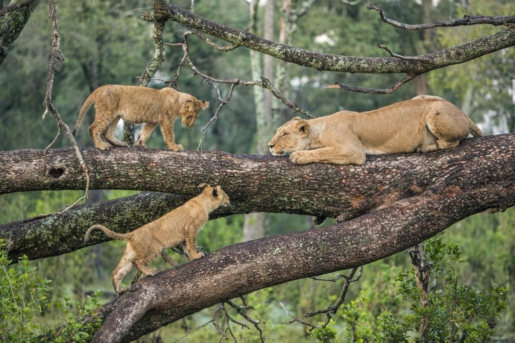 Tree-climbing-Lions-at-Lake-Manyara-National-Park-1024x683