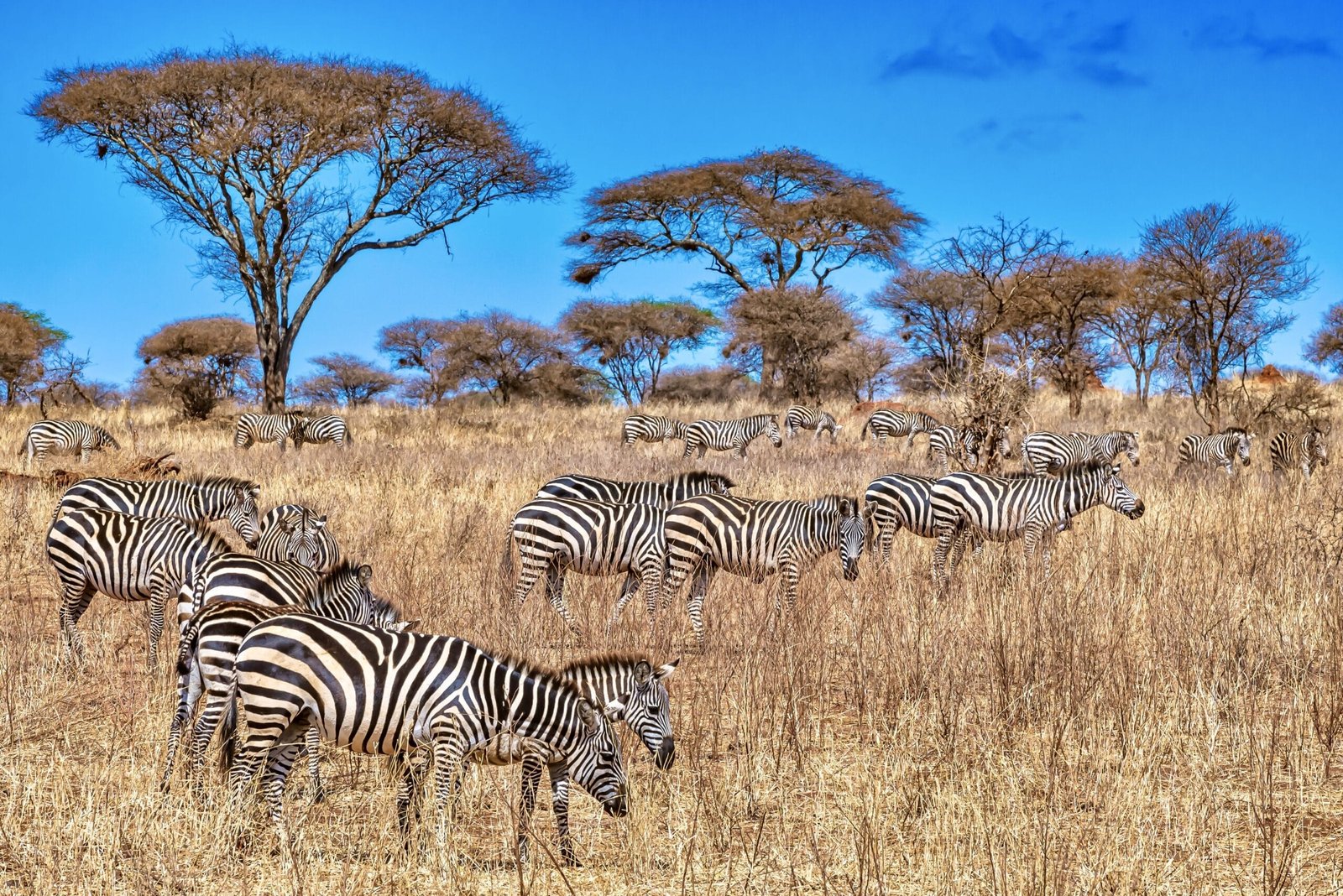 Field covered in the grass surrounded by zebras under the sunlight and a blue sky at daytime