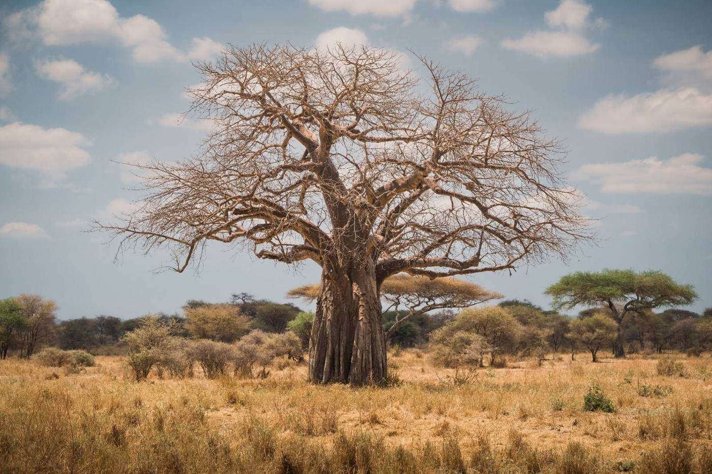 Baobab and Crater Circuit
