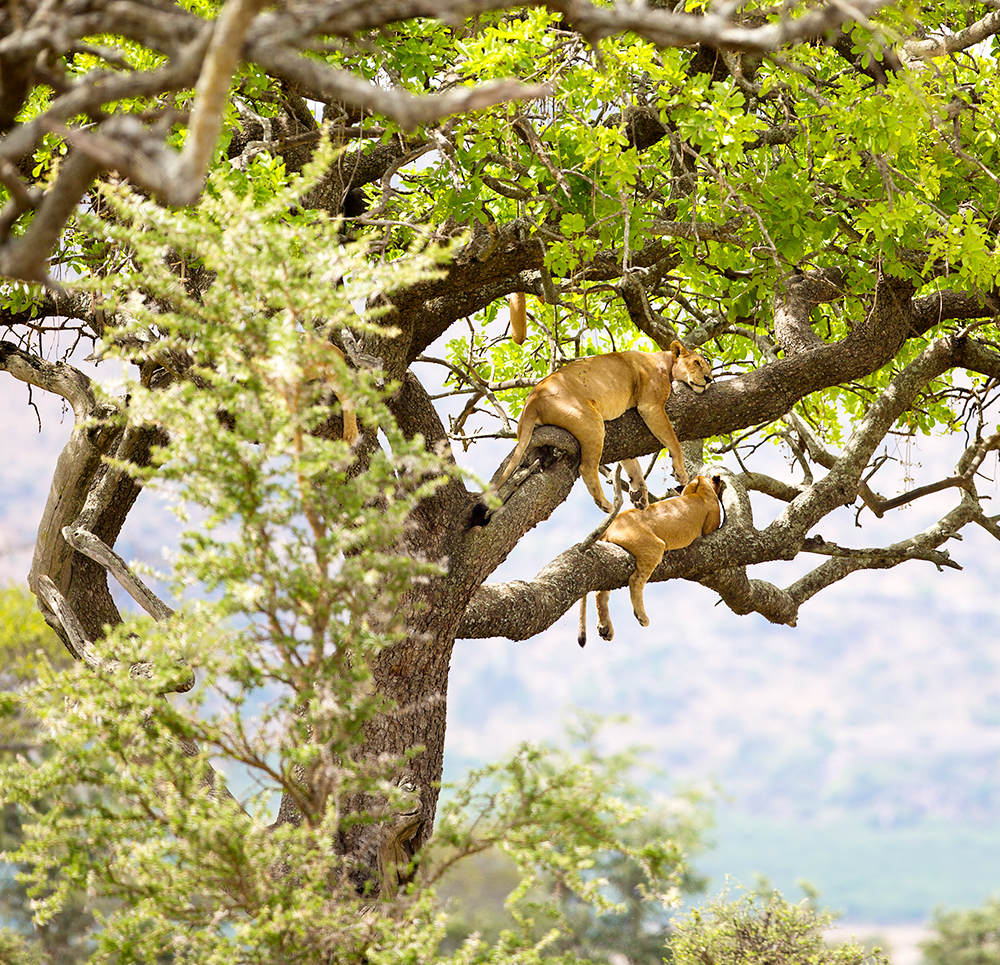 Safari