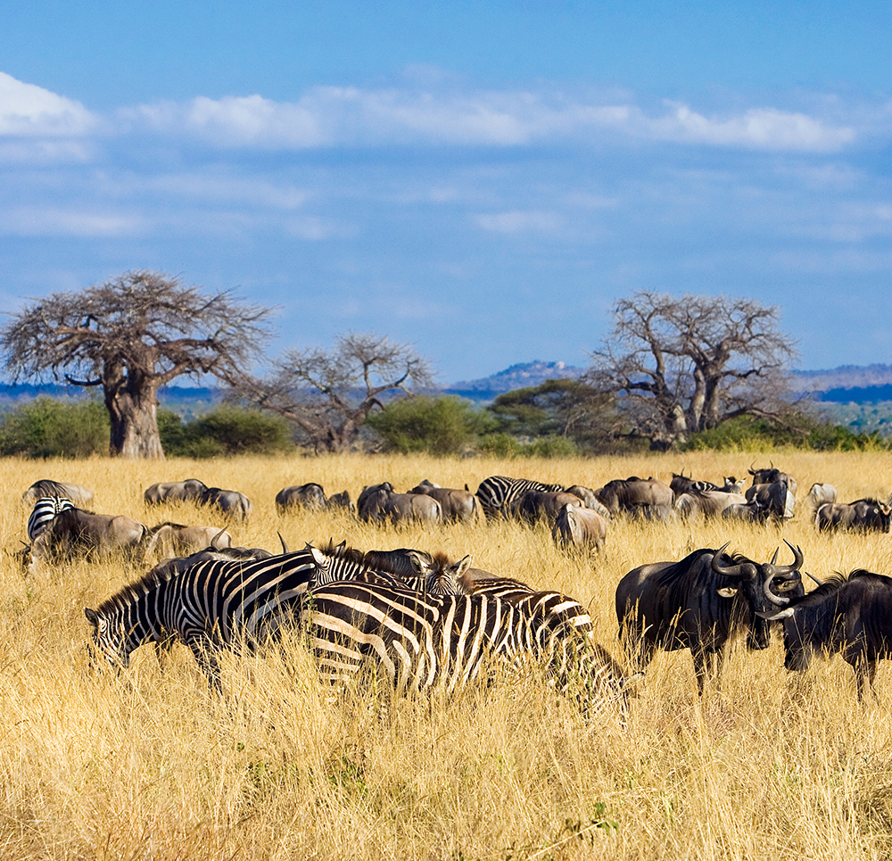 Safari