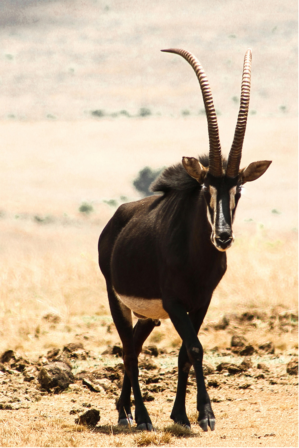 Tarangire National Park