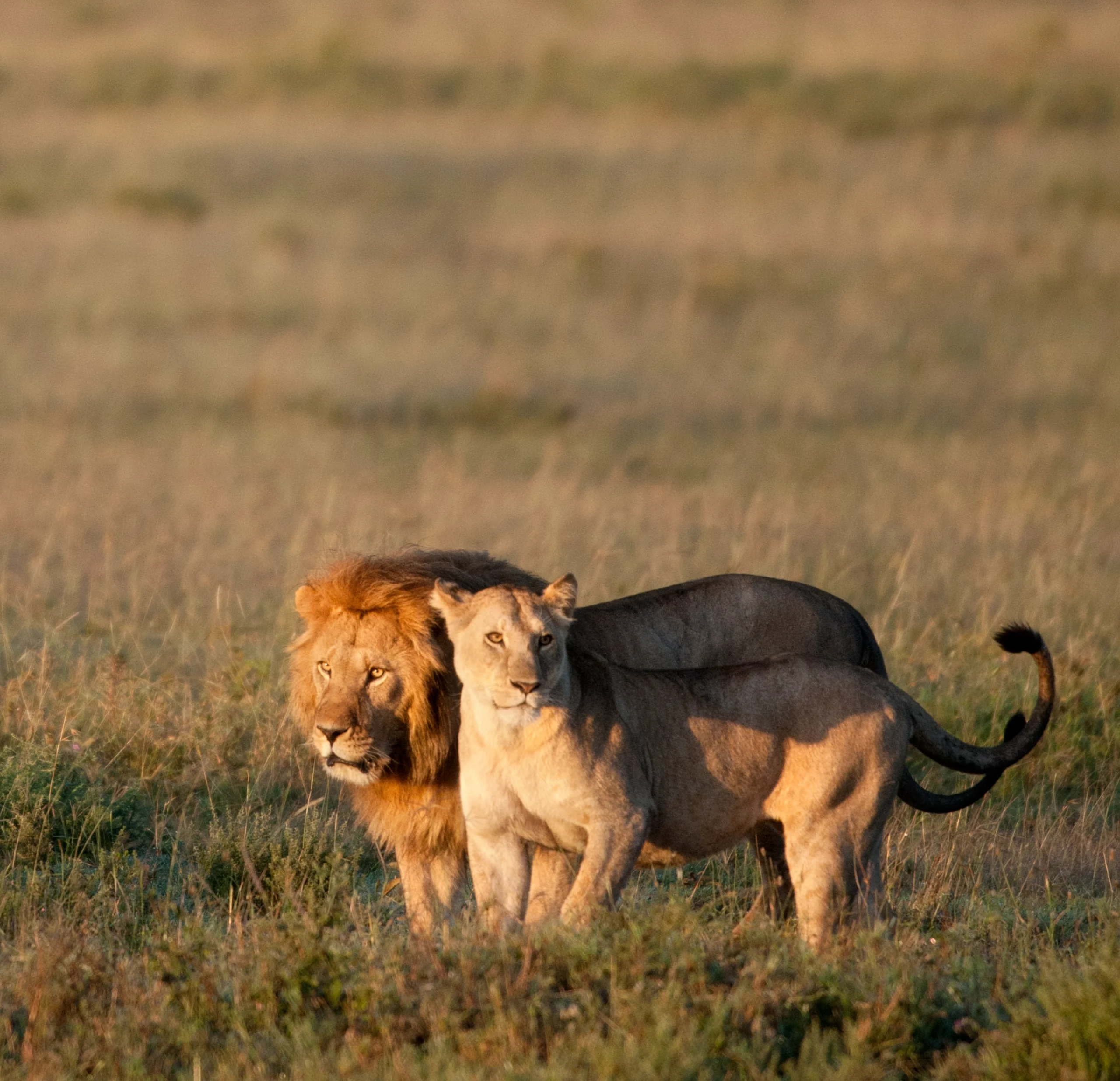 Safari